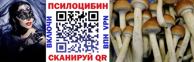 где купить наркоту  Сальск  Псилоцибиновые грибы Psilocybe 